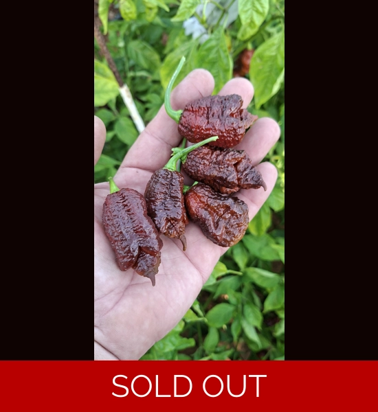 BBM X BORG 9 C. choco (F5)->(f6) (10+seeds)